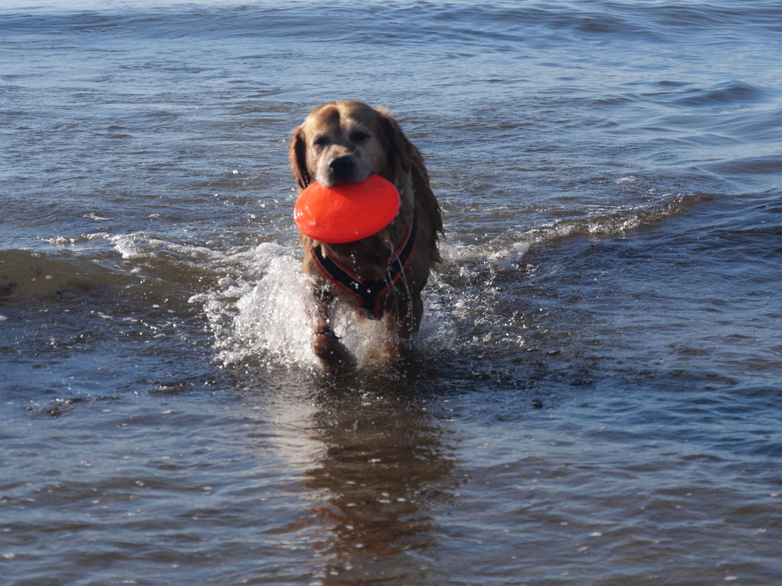 Madsen Slider Wasser Frisbee Strandjungs