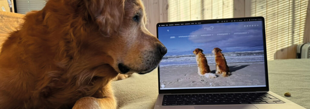 Golden Retriever Madsen schaut auf Laptop mit Strandjungs Website – Natürlich mit Hund“