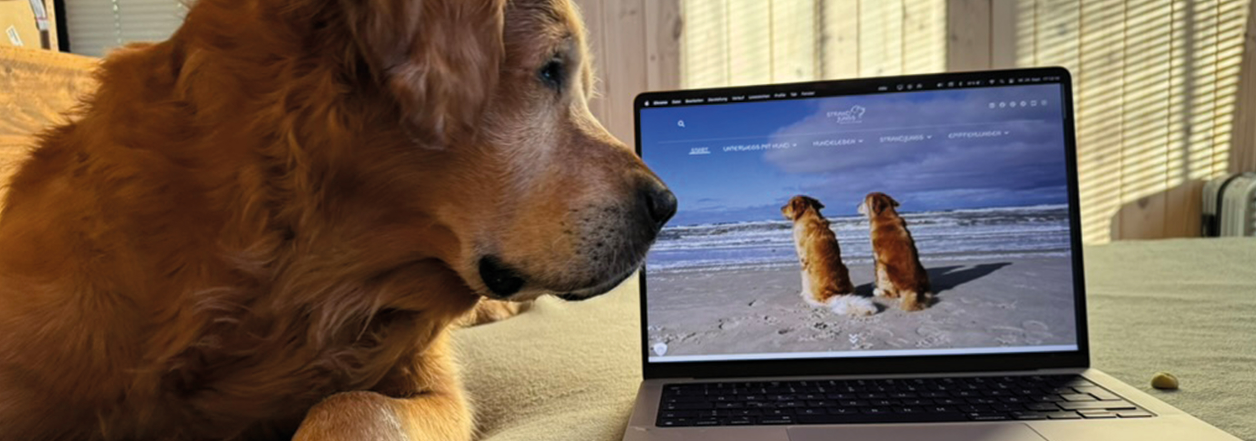 Golden Retriever Madsen schaut auf Laptop mit Strandjungs Website – Natürlich mit Hund“