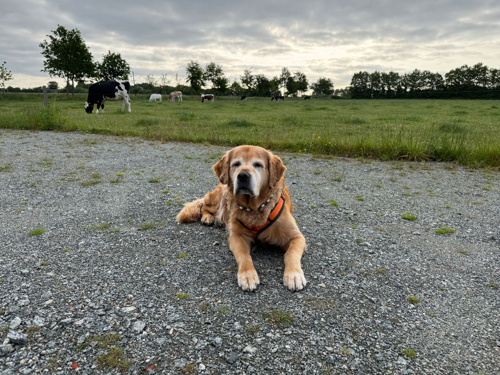 Golden Retriever liegt vor einer Weide mit Kühen auf dem Biohof Bakensholz