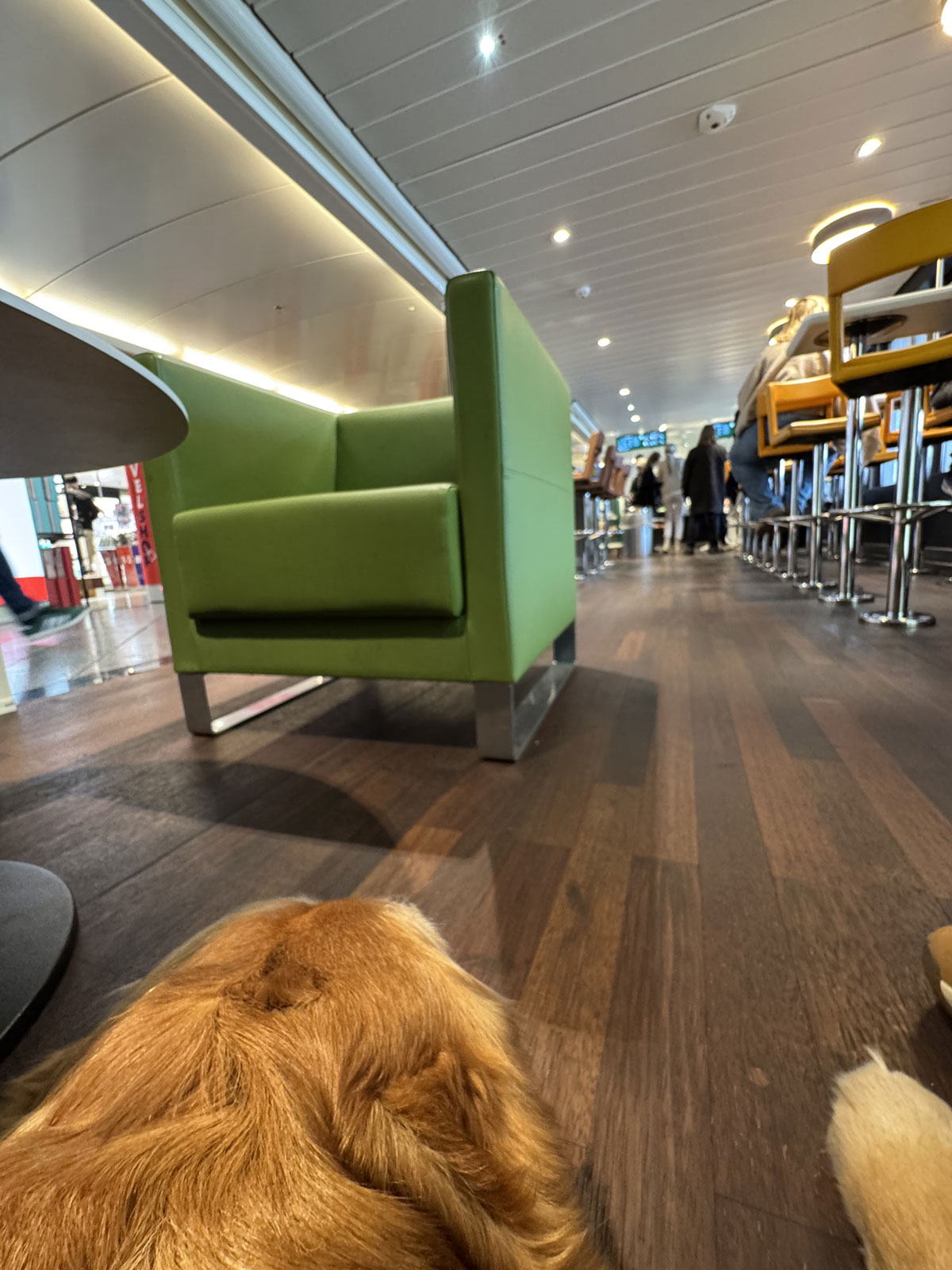 Hund liegt im Sitzbereich der Fähre Puttgarden–Rødby während der Überfahrt