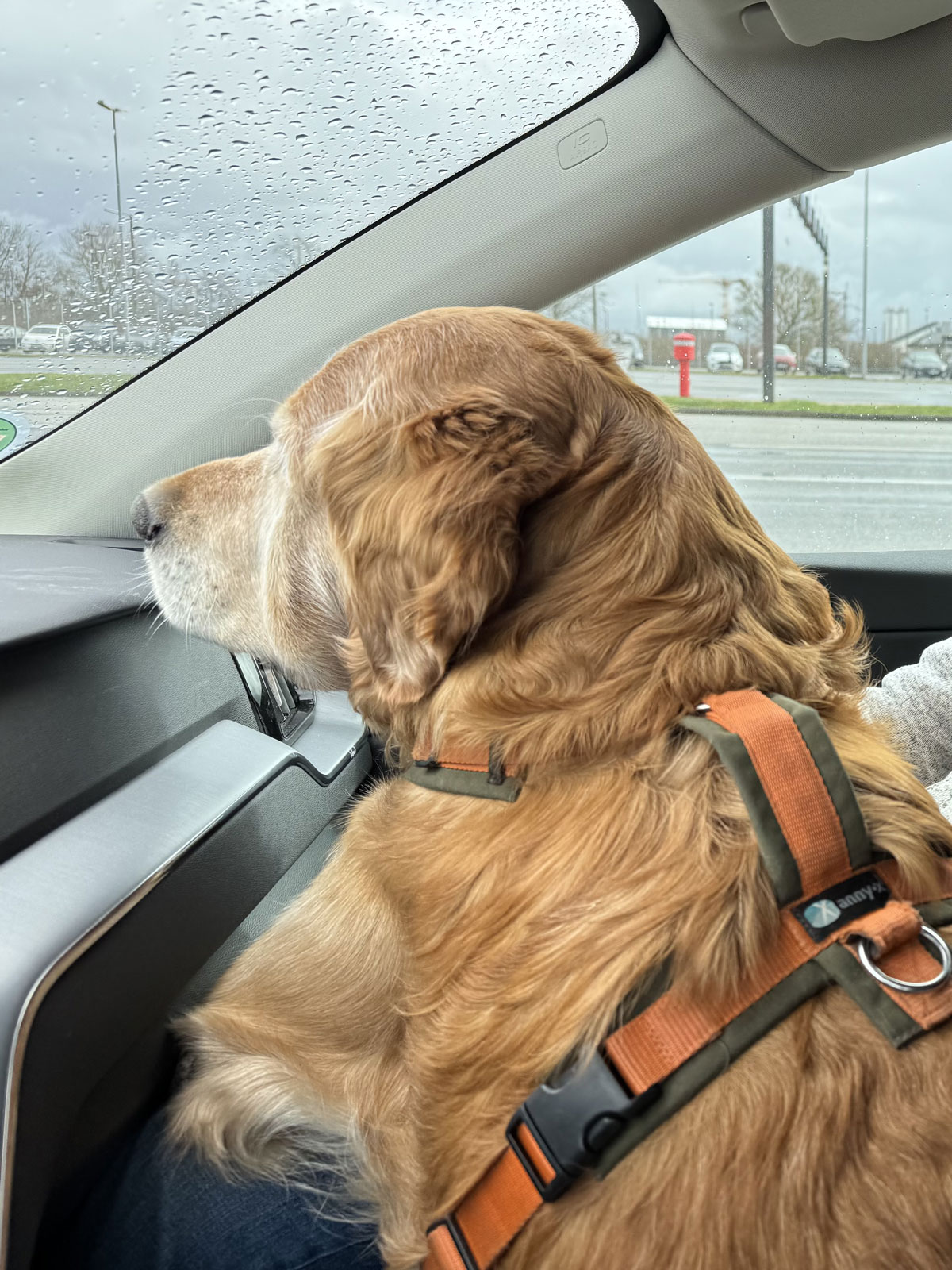 Mit Hund auf dem Vordersitz beim Auffahren auf die Fähre Puttgarden–Rødby