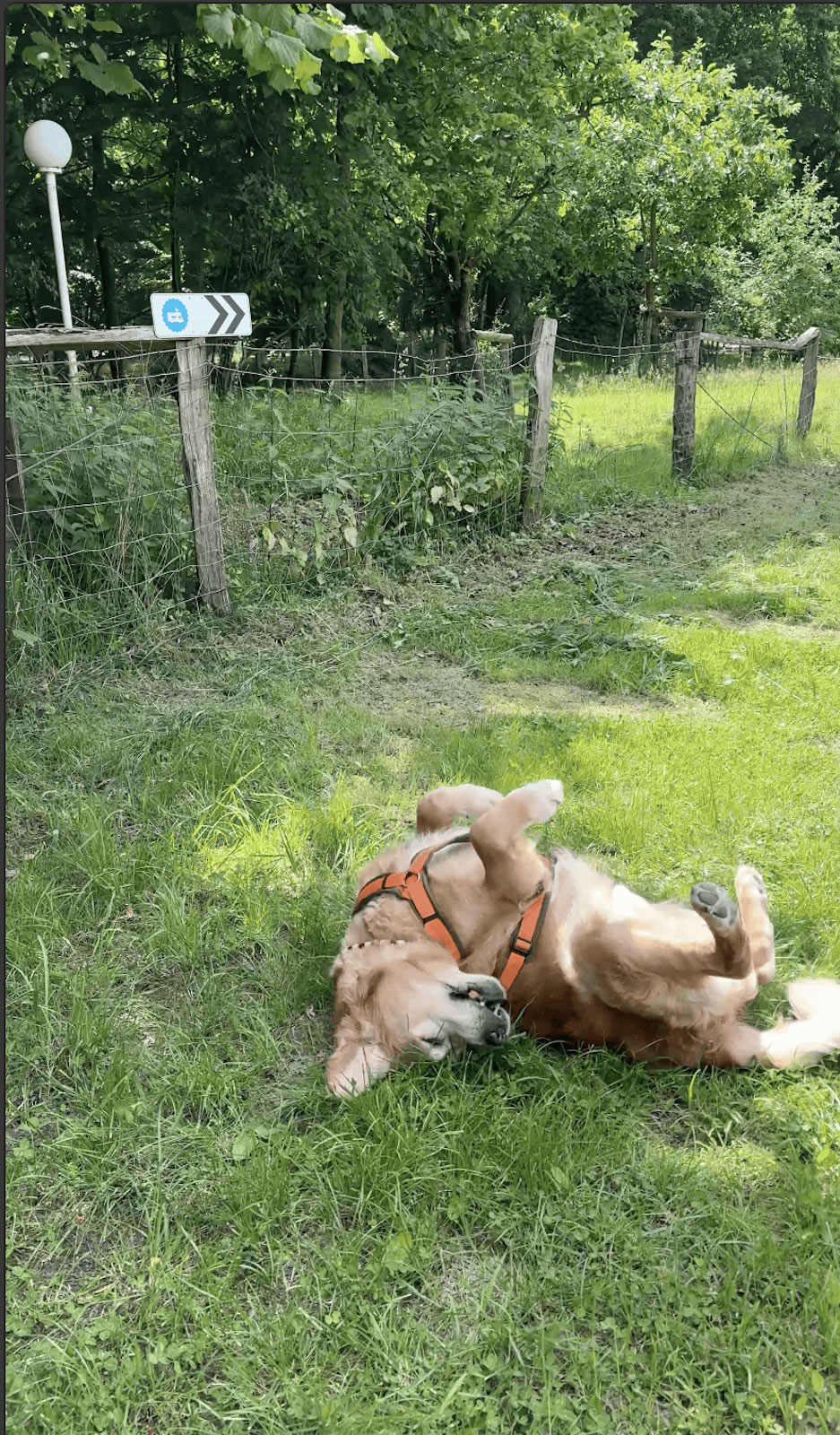 Hund auf Wiese beim Landvergnügen-Stellplatz am Gasthof Waldeslust in Schleswig-Holstein