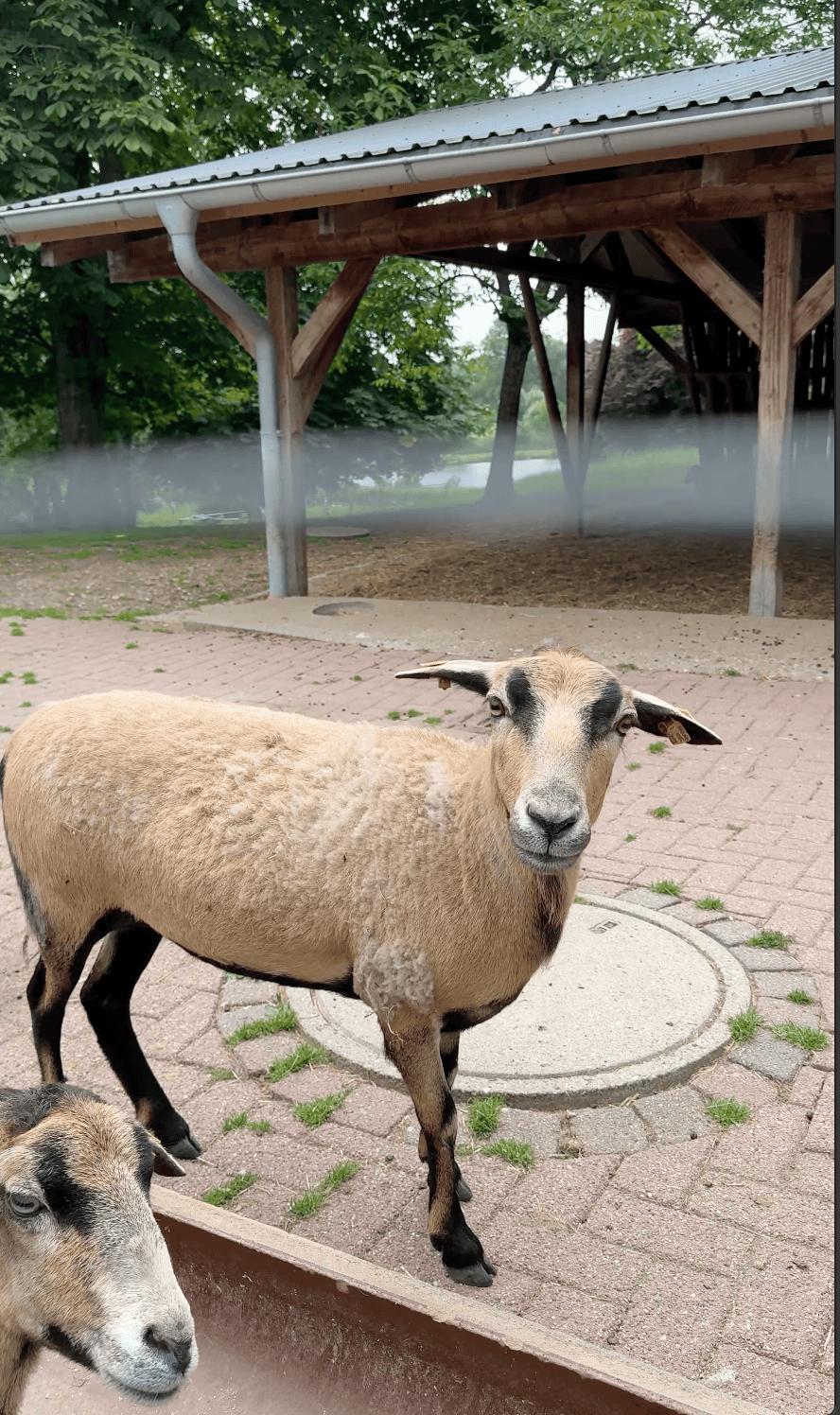 Tiergehege mit Schafen am Gasthof Waldeslust in Schleswig-Holstein
