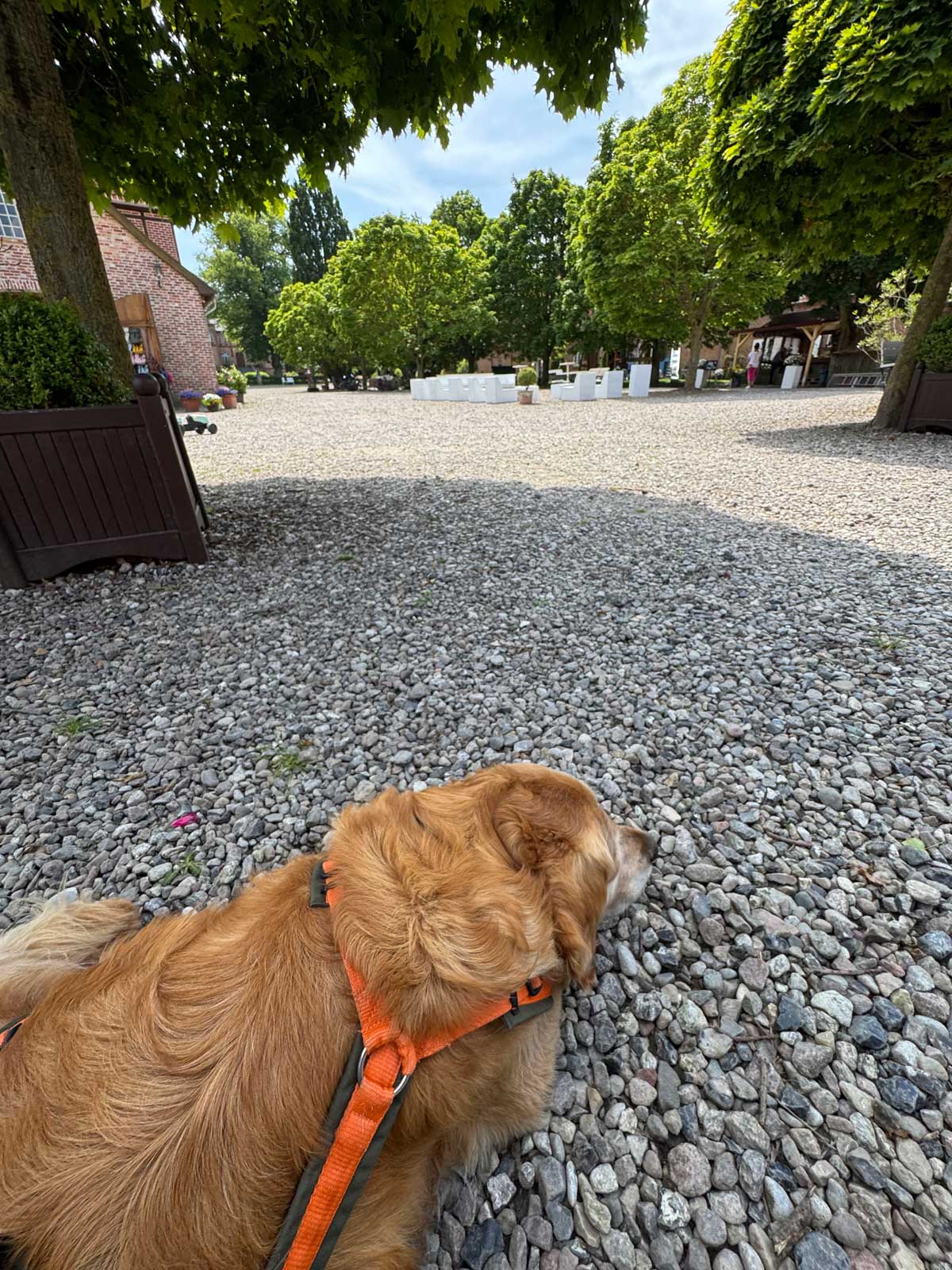Hund auf dem Hofplatz von Gut Görtz in Schleswig-Holstein