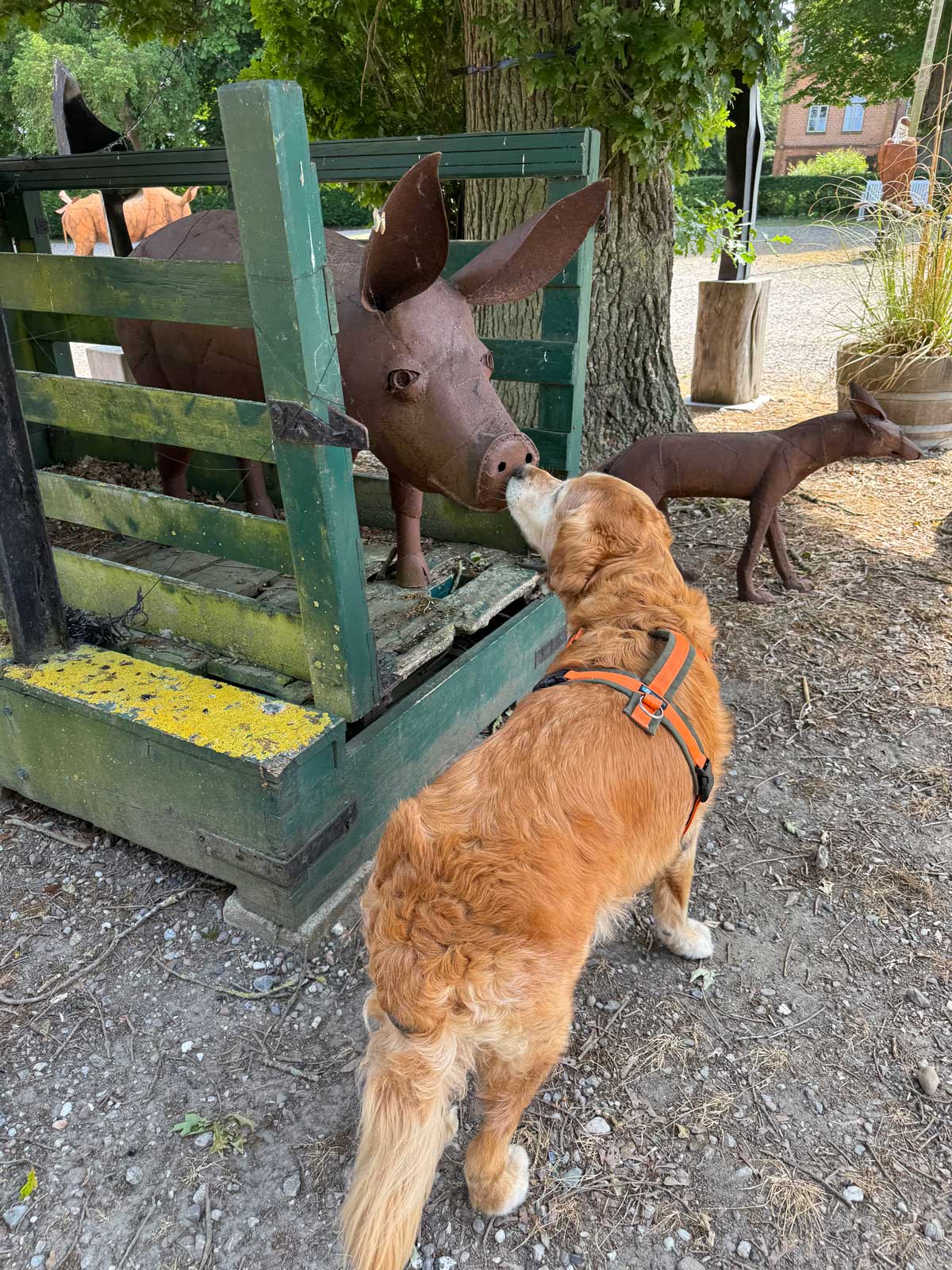 Hund begegnet Metallskulptur eines Schweins auf Gut Görtz