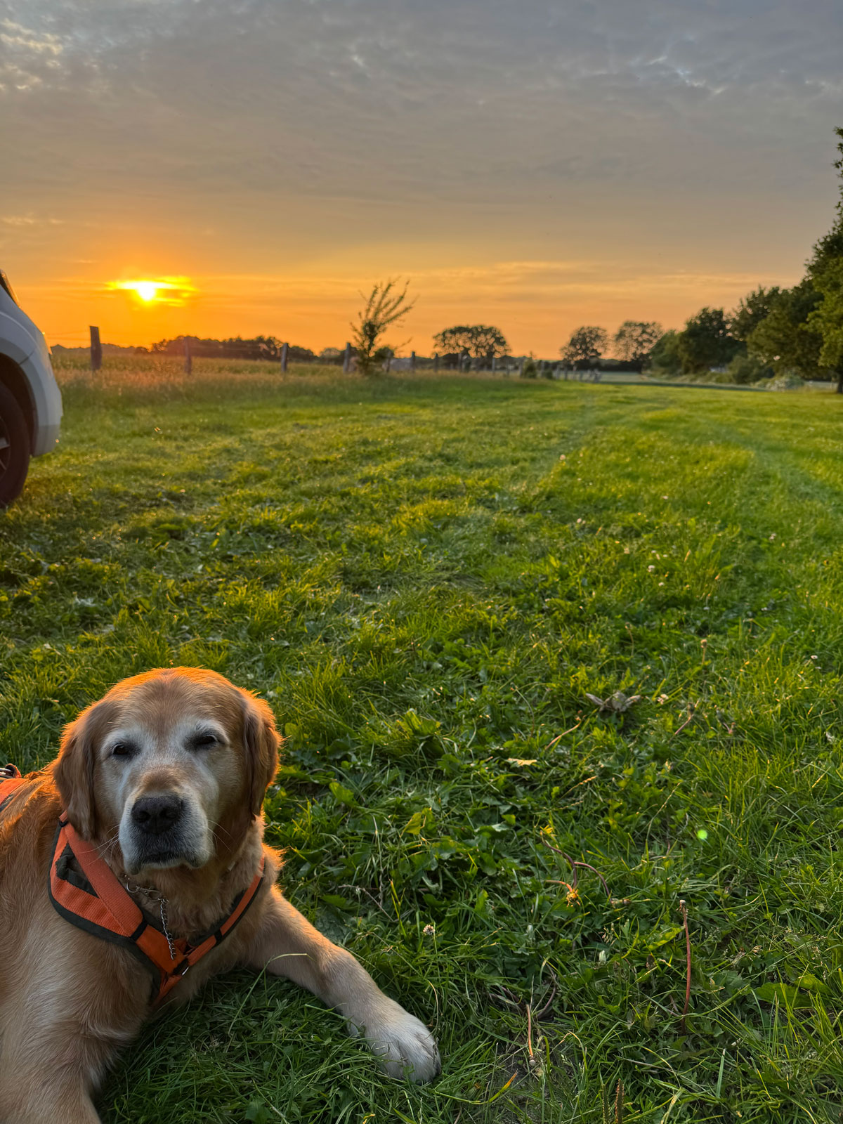 Hund liegt auf Wiese beim Sonnenuntergang auf einem Landvergnügen-Stellplatz in Schleswig-Holstein