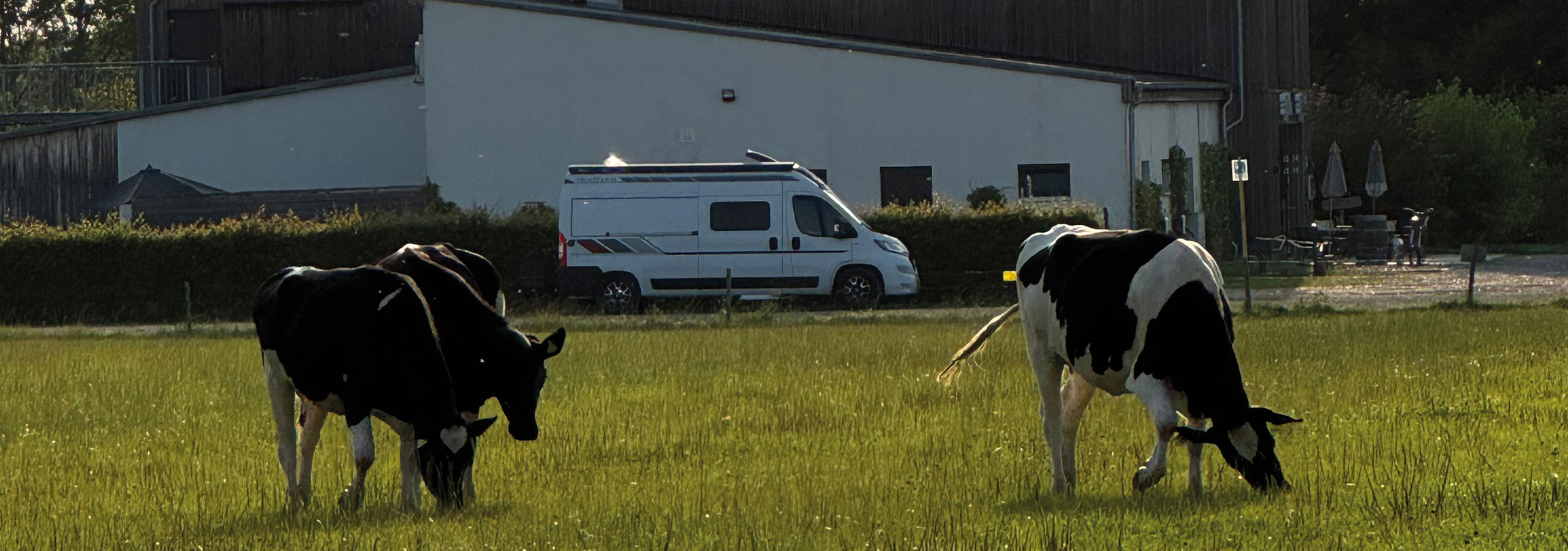 Wohnmobil auf Landvergnügen-Stellplatz in Schleswig-Holstein neben Kühen auf der Weide