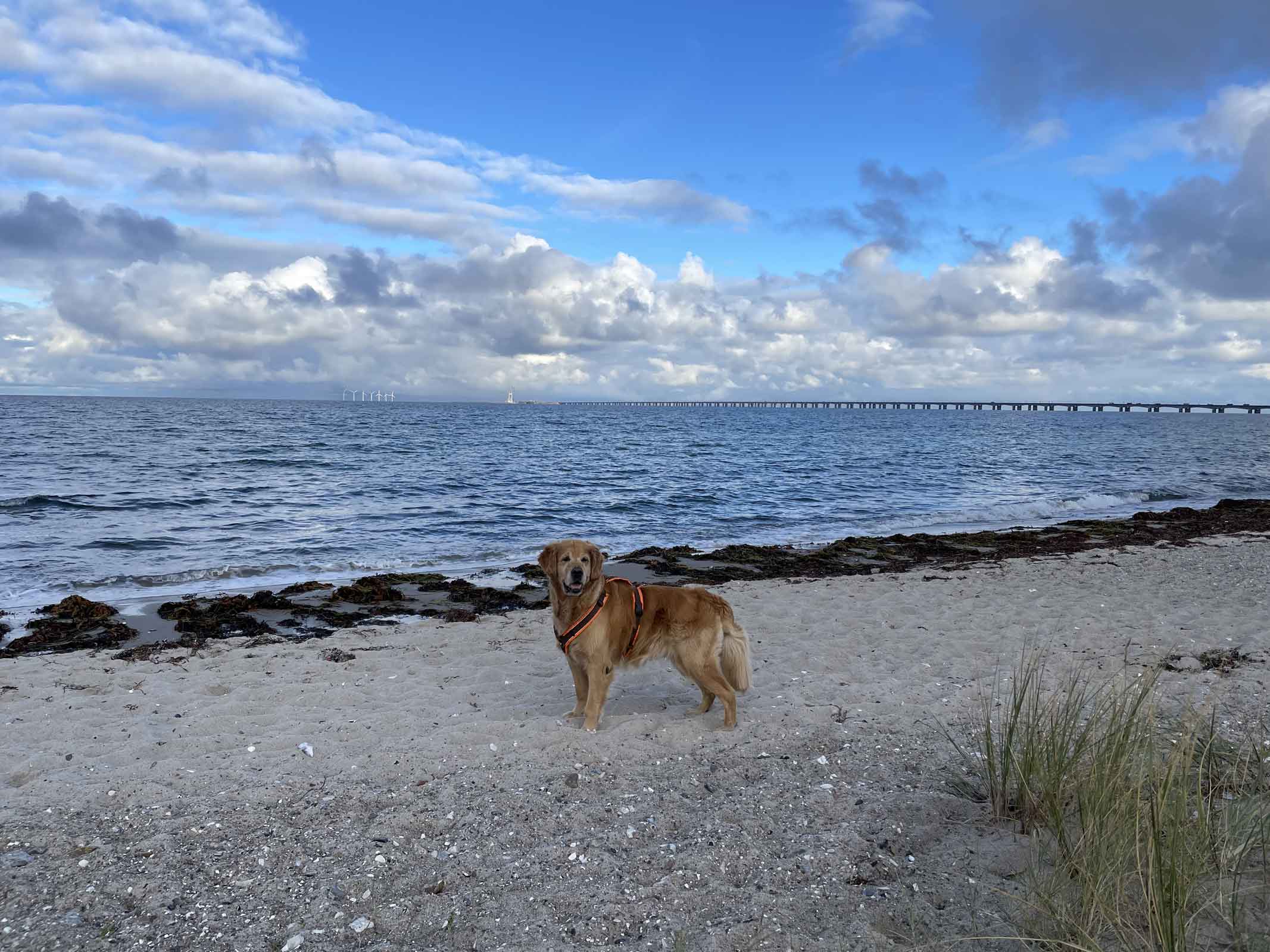 Golden Retriever Madsen am Strand bei Nyborg mit Blick auf die Storebæltbrücke – Pause auf dem Weg nach Schweden