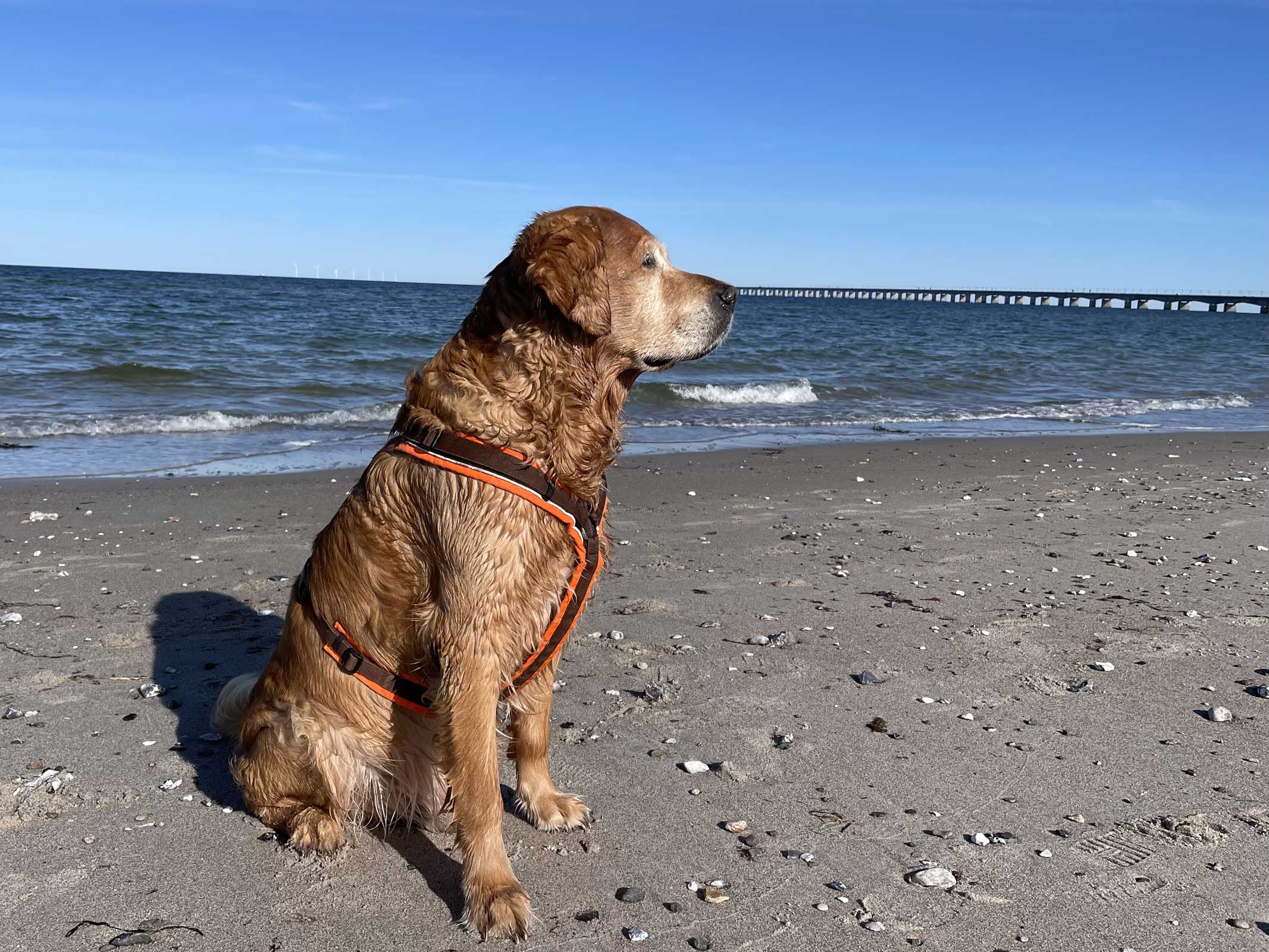 Storebæltbrücke bei Nyborg in Dänemark – Route nach Schweden mit Hund