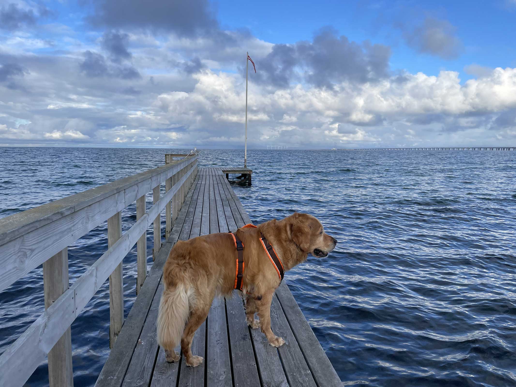 Blick über den Strand auf die Storebæltbrücke in Dänemark – Anreise nach Schweden mit Hund